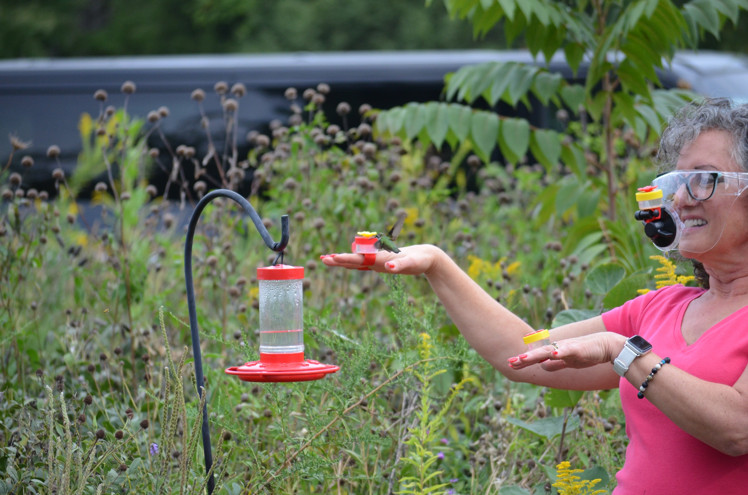 Hummingbird Festival